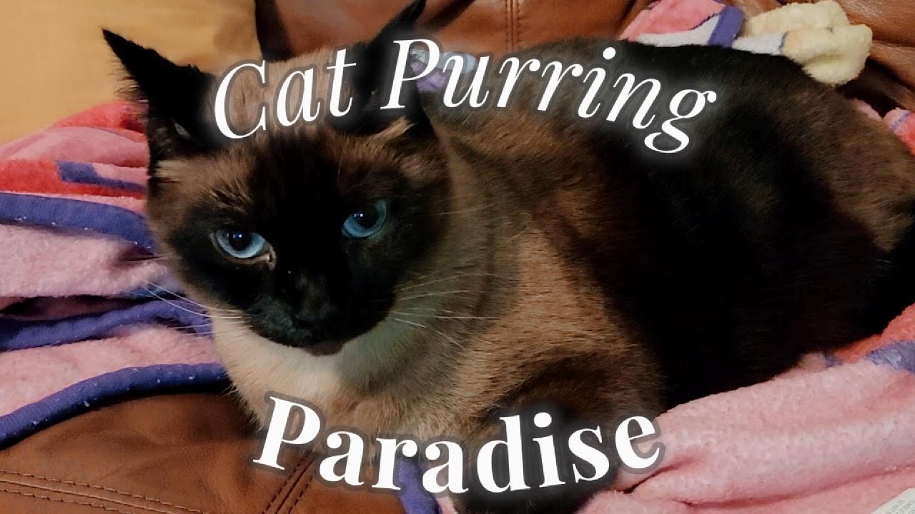Cat Purring Paradise