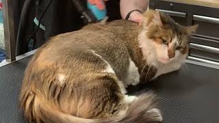 Maine Coon Cat Grooming HAIRCUT
