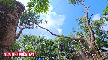 Vua Khỉ cắt đọt hai cây Xà Cừ nghiên ngược vô cùng khó.