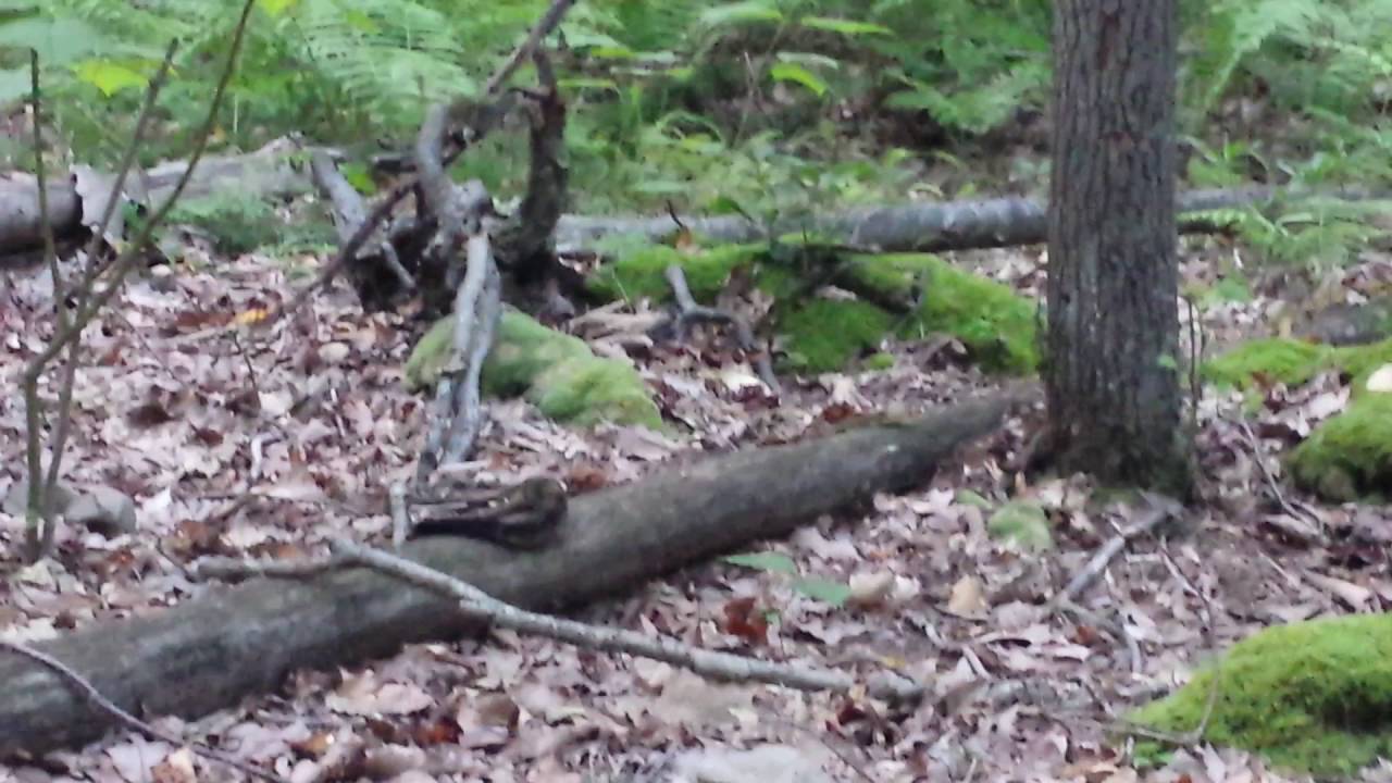 Timber Rattlesnake at Coopers Rock State Forest 7182016 YouTube