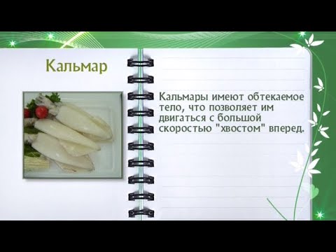 Кальмар