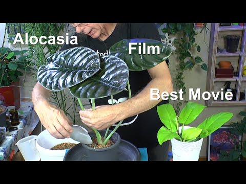 Video: Zimmerpflanze Alocasia - Wie man eine afrikanische Maskenpflanze im Innenbereich anbaut