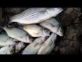 Catch alot of fish - The Oklahoma Killer Rig - 247 OutDoor Addiction Catch alot of fish - The Oklahoma Killer Rig - 247 OutDoor Addiction