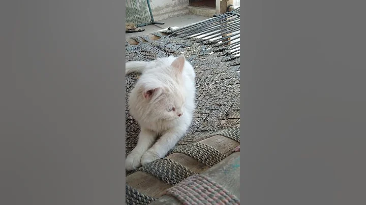 Video 500571: eyes white persian cat, persian cat white male, beautiful persian male cat, blue eyes persian cat