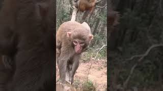 Monkey Swinging Style |animal|traditional |#youtubeshorts #youtube #ytshort