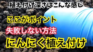 にんにく栽培・にんにく植え付け方法・失敗しない方法