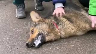 Инцидент с бездомной собакой в Саратове