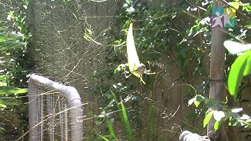 Have you thought about...? NQS PLP - How you welcome wildlife and nature into your service?