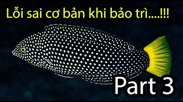 (Part 3) HD Set-up Bể Cá 