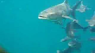 School of Cobia