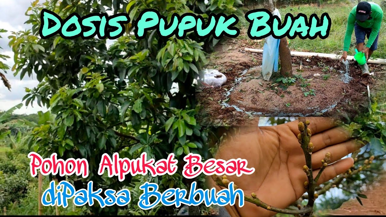 Dosis Pupuk buah Untuk Pohon Alpukat Besar Cepat Berbuah