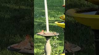 🐦 Birdwatching in Arkansas #123: Six Finches Stand Their Ground!