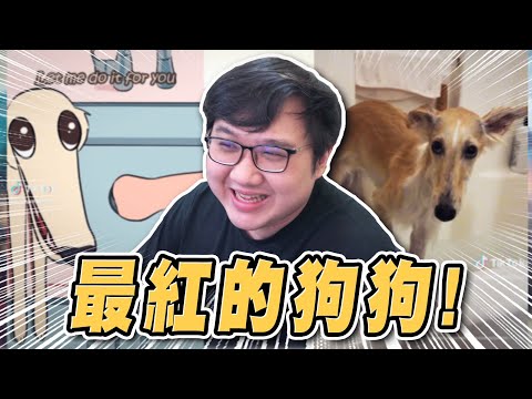 超爆笑蘇俄牧羊犬迷因！Let me do it for you！！【黑羽】