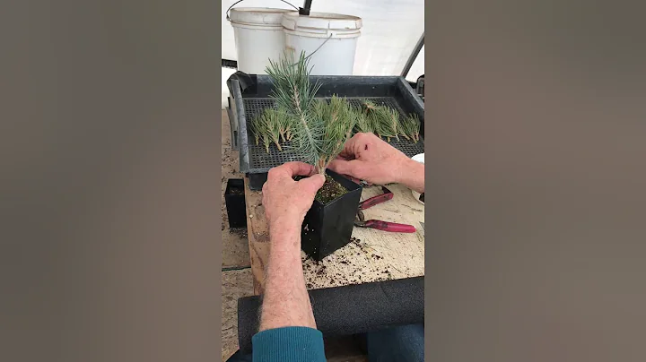 Video # 3 - Grafting Dwarf Conifers with Kirk Fies...