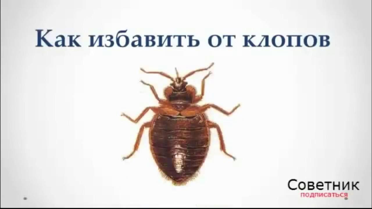 Как избавить от клопов