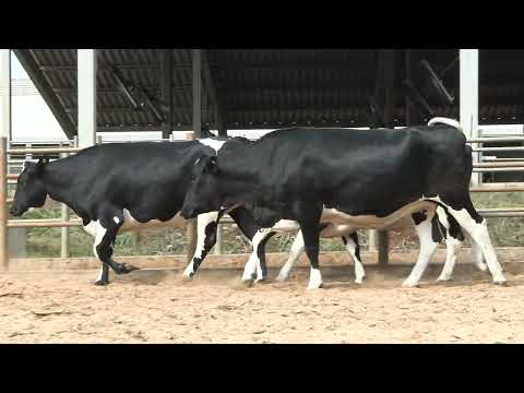 LOTE 20 • LEILÃO VIRTUAL 250 NOVILHAS PRENHAS CANTO PORTO • 9245  9215  9372