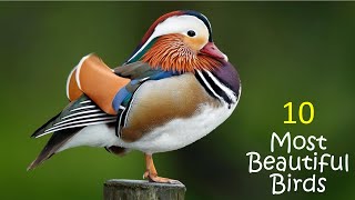 10 Most Beautiful Bird Species in the World || Beautiful Birds Life