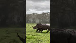 Adorable Baby Rhino Nurses From Mother in Kenyan Rain