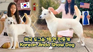 미국 도그쇼 1등한 진돗개 Korea Jindo wins first place at a dog show! | PrinceJindo 진돗개 왕자님