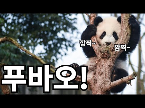 푸바오 사육사! 중국 보내기전날(?) 모친상 당했는데...