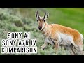 Sony a1 & a7R IV at Yellowstone - My Review of Which Camera is Best for Wildlife & Landscape