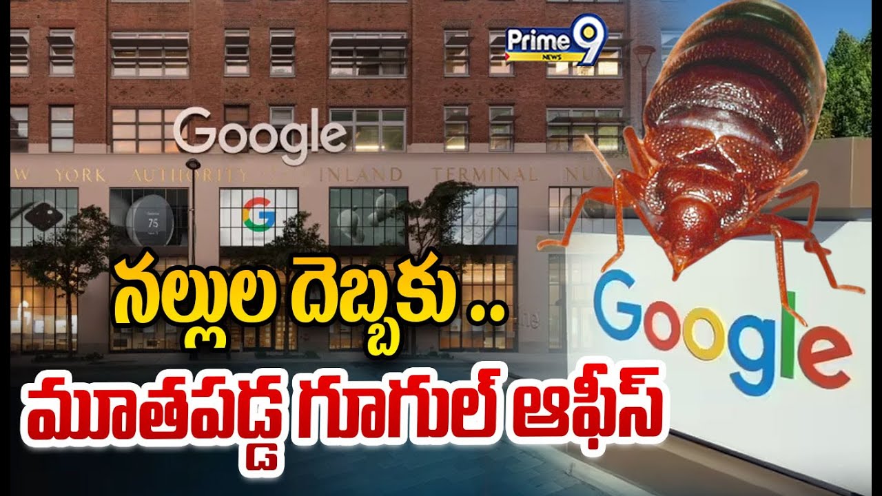 నల్లుల దెబ్బకు..మూతపడ్డ గూగుల్ ఆఫీస్ | Bed Bugs Effect New York Google  Office Close | Prime9 News