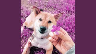 Superlative Backdrops for Autumn and Puppies