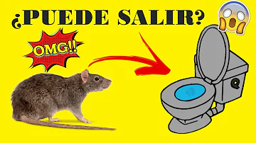 ¿Puede una rata salir de un retrete?