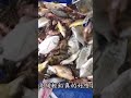 [S39][23/6/2018]青山灣根叔艇魚獲😍 #shorts