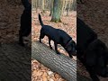 SpringDogDays - Tag 10 - Der Wald Parcours  #hund #hundetraining #lebenmithund #hundebeschäftigung