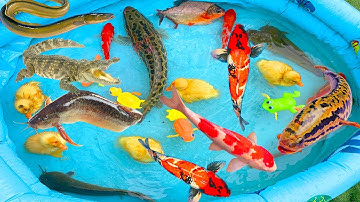 kem kem tivi đi bắt cá, con cá vàng, cá chép, cá trê, cá rô, cứu mèo hồng thoát khỏi cá sấu hung giữ