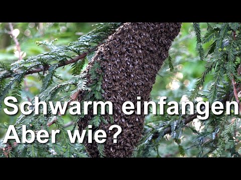 Video: Wie Man Einen Schwarm Fängt