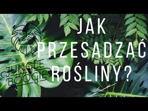 Wideo: Jak Karmić Kwiaty W Pomieszczeniach Zimą? Top Dressing Roślin Domowych W Warunkach Zimowych środkami Ludowymi I Gotowymi. Czy Muszę Teraz Karmić Kwiaty?