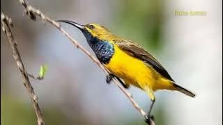 Suara pikat sogon bandel