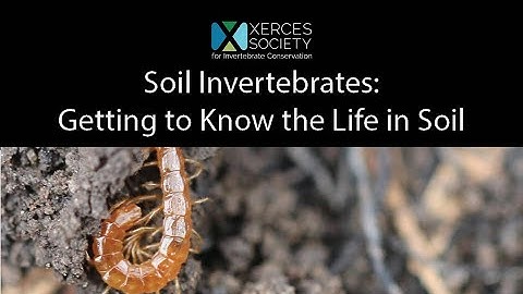 Soil Invertebrates : Getting to Know the Life in Soil