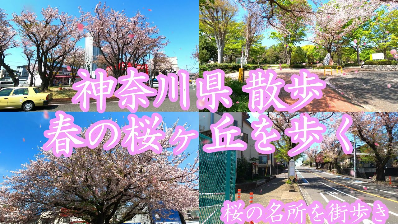 ( 4K ) 神奈川県 散歩 桜舞う街 大和市 桜ヶ丘を歩く ( Yamato city Sakuragaoka )