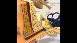 Ear Anatomy Model