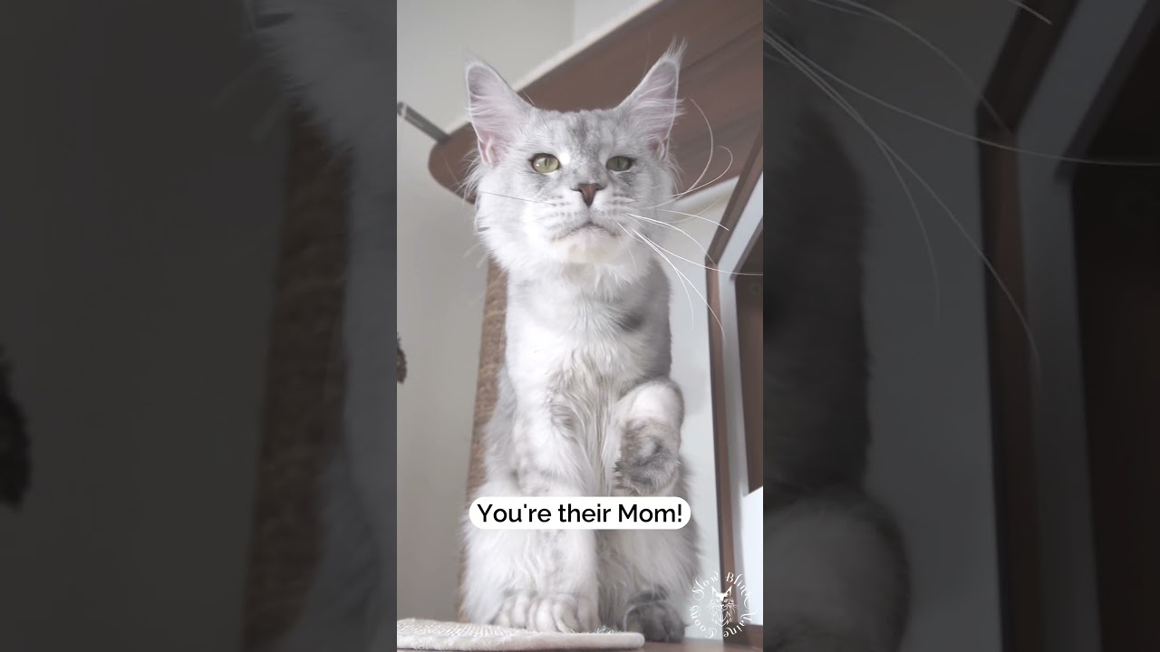Signs your cat considers you their mom | Cat Facts | Cute Maine Coon Cats