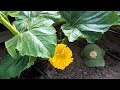 Timelapse | A WONDERFUL day in the life of a pumpkin flower