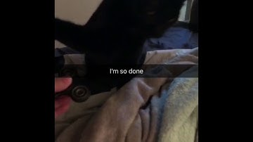 Cats react to fidget spinners (Funny Cat Videos 2020)