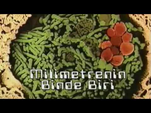 Video: Sıçanlarda Gastrointestinal Sistemin Protozoal Mikroorganizmaları