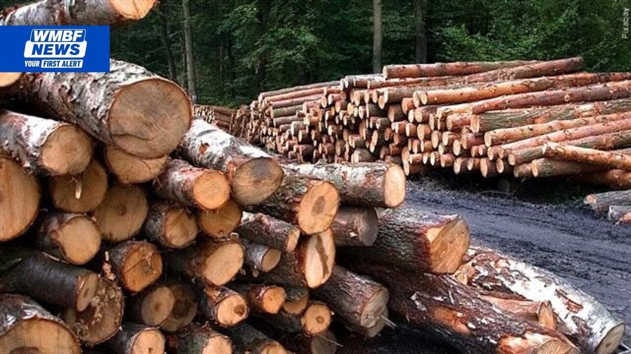 Galivants Ferry Sawmill announces $10M investment, 18 new jobs in Horry County