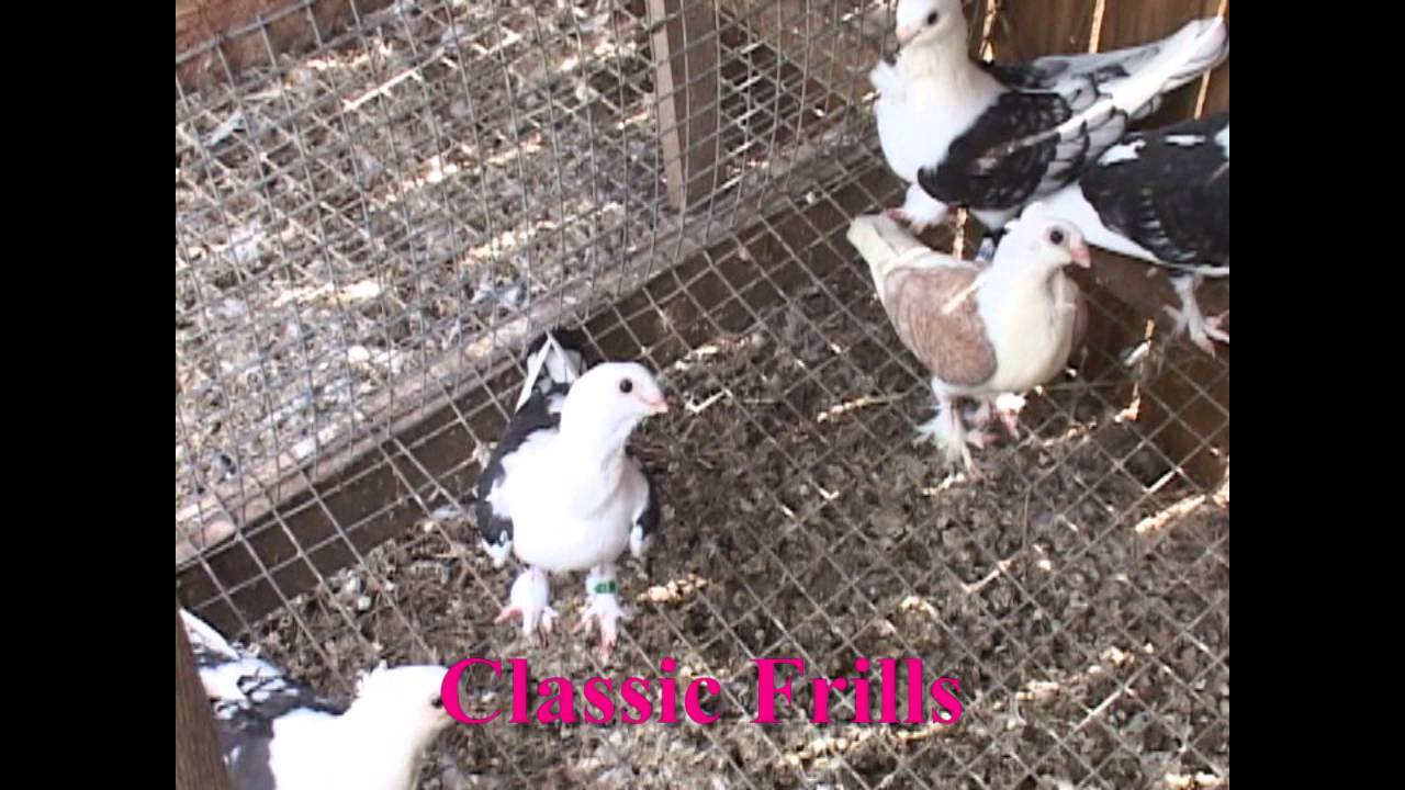 2013 Color Pigeons & More Show 24 Pt. 2 Oriental Frills