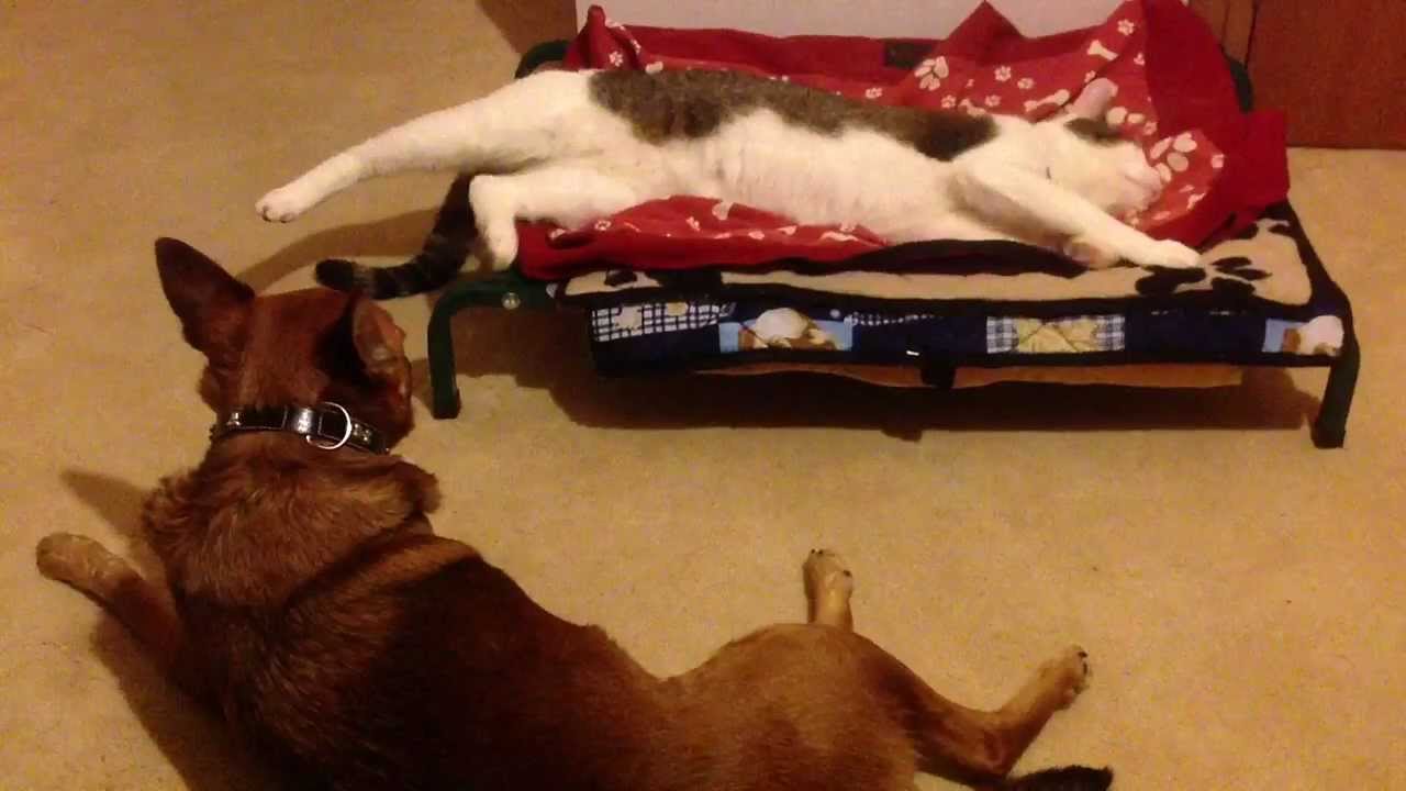 How To Make A Dog Bed On Youtube How To Make A Dog Bed On Youtube
