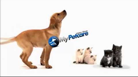 How to tell if your cat is overweight