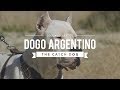 Hunting with dogo argentino