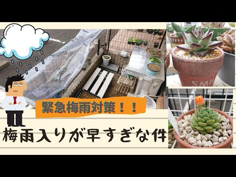 多肉植物 梅雨入り早すぎやから 雨避けしたけどちゃっちぃ 笑 梅雨対策 雨は避けられるから 良しとする 可愛い子とお花も出てくるよ Youtube