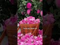 #لا تلومون كلبي ونحيبه🥺🫀#ستوريات_حسينيه #لايك_اشتراك