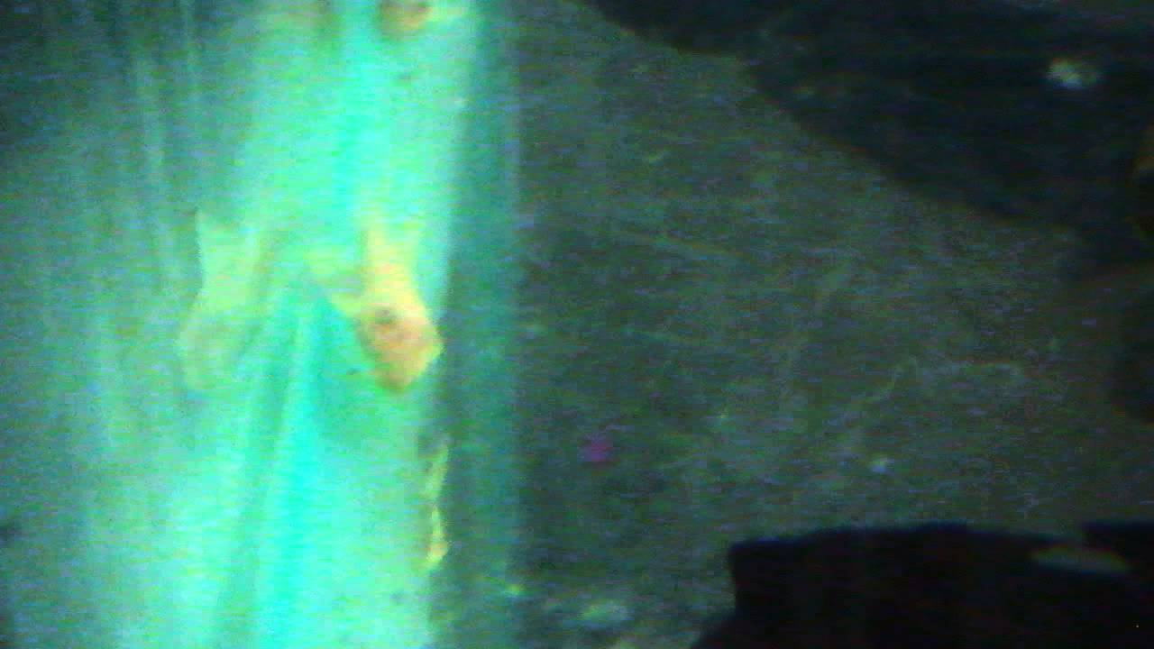 Albino L333 Eating New Era Pleco Food YouTube albino-l333-eating-new-era-pleco-food-youtube
