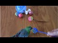 😍🦜 RED RUMP EASY DIY MODIFICATION PLAY BALL MORE WITH YOUR BIRD🦜